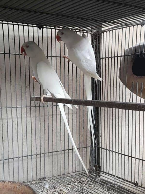 White Ringneck Breeding Pair 2