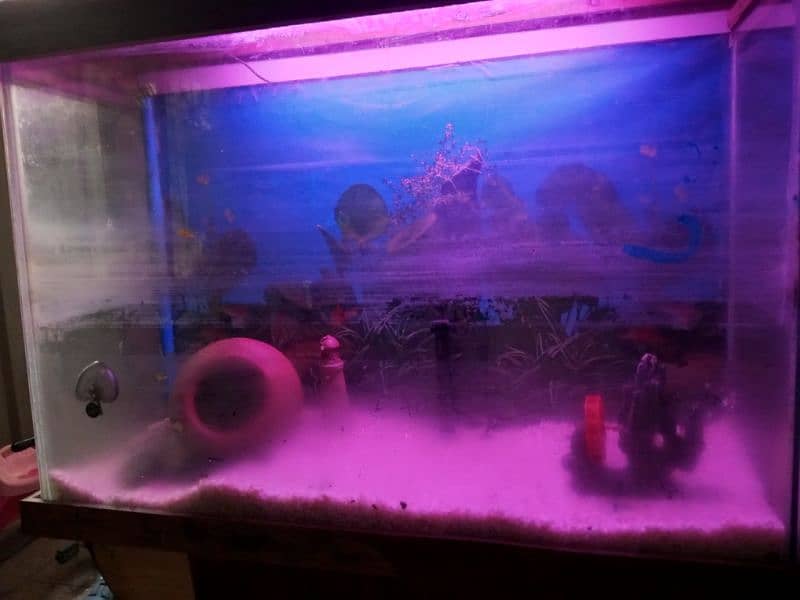 Fish Aquarium 3 feet long, 2 feet wide and 1 feet chora. 2