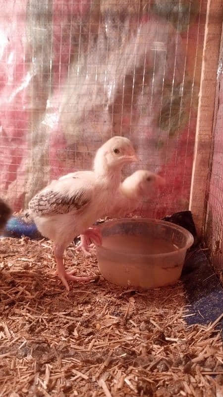 blue shamo cross heera chicks 1