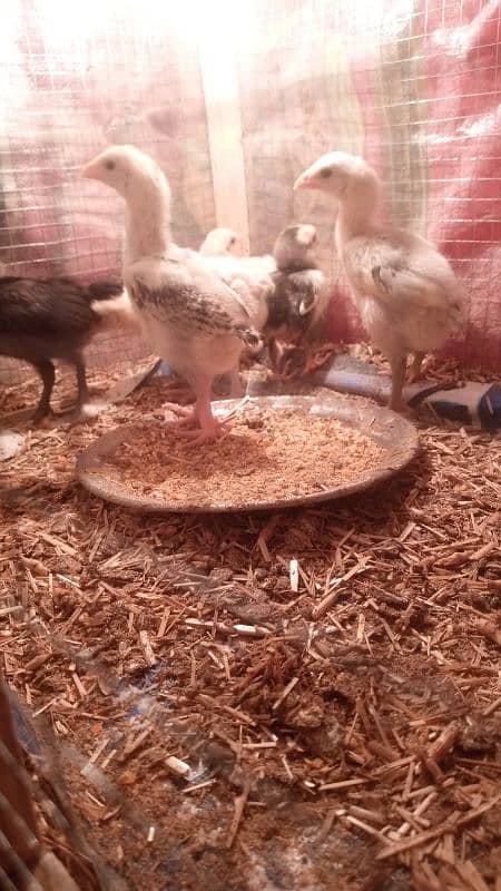 blue shamo cross heera chicks 2