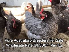 Blue Australorp Hens | Splash Australop Black Austrolop | Breeder Eggs