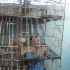 birds cage