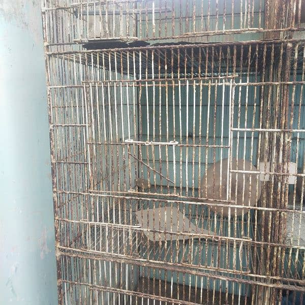 birds cage 1