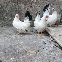 Japanese bantam