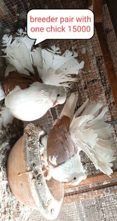 fancy pigeon | kabutar| Jacobin|  frillback saddle | amarican fantail|