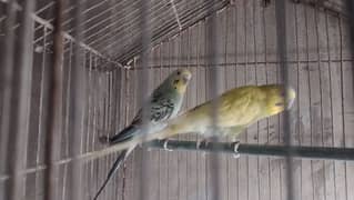 budgie pair