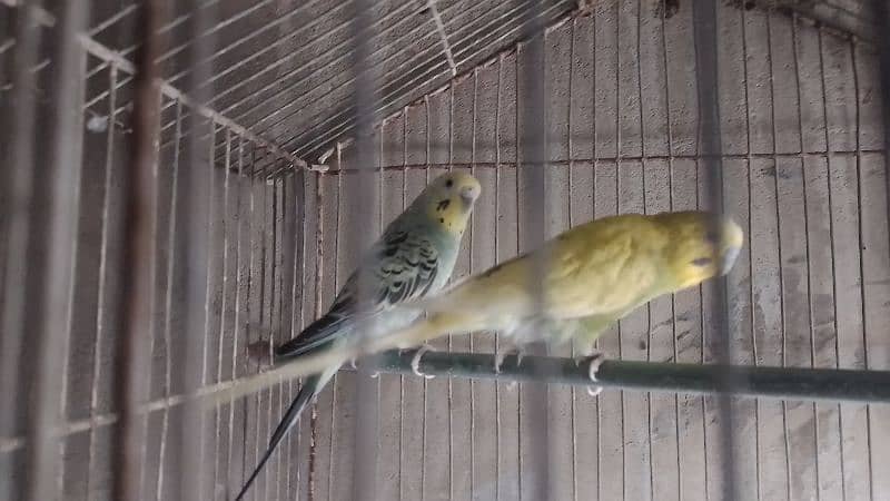 budgie pair 0