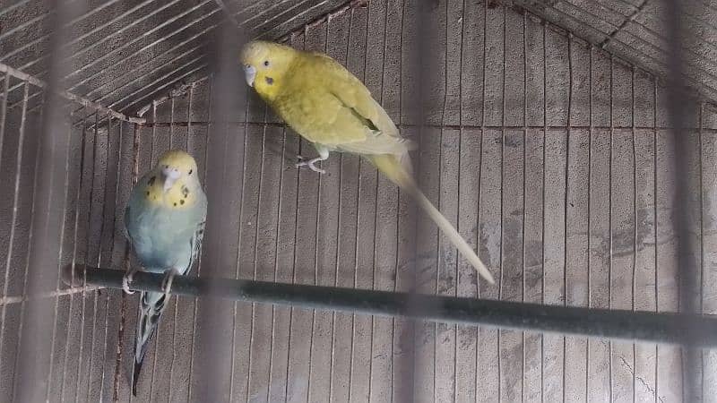 budgie pair 2