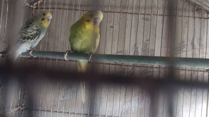 budgie pair 3