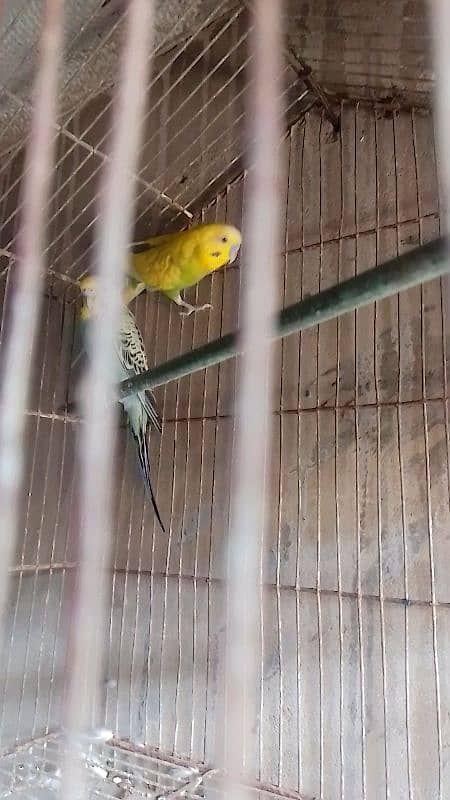 budgie pair 4