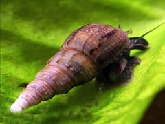 MALAYSIAN TRUMPET SNAIL