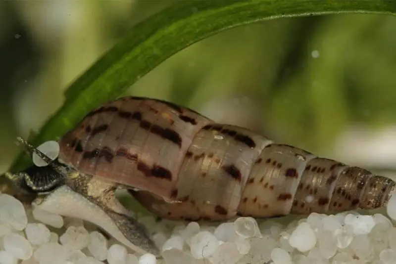 MALAYSIAN TRUMPET SNAIL — photo 2