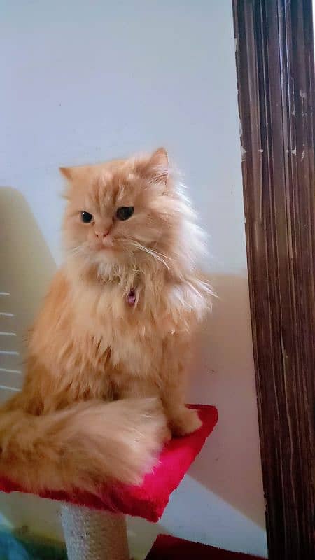 ginger colour female cat coco 11 months age fully vaccinated 0