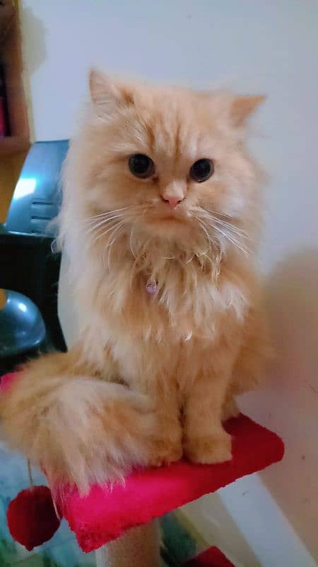 ginger colour female cat coco 11 months age fully vaccinated 3