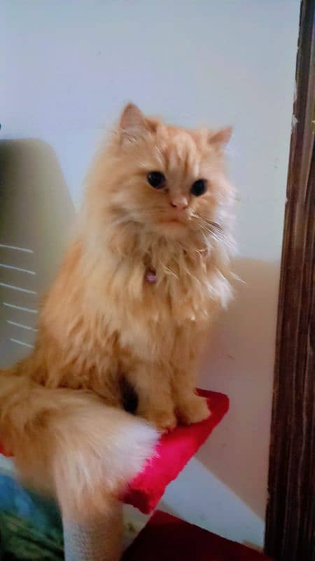 ginger colour female cat coco 11 months age fully vaccinated 4