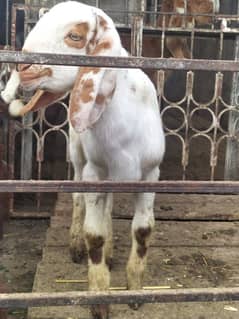 male baby goat