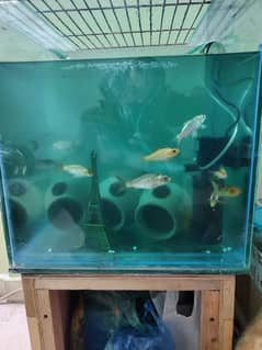 aquarium for sell