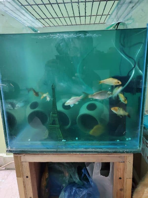 aquarium for sell 1