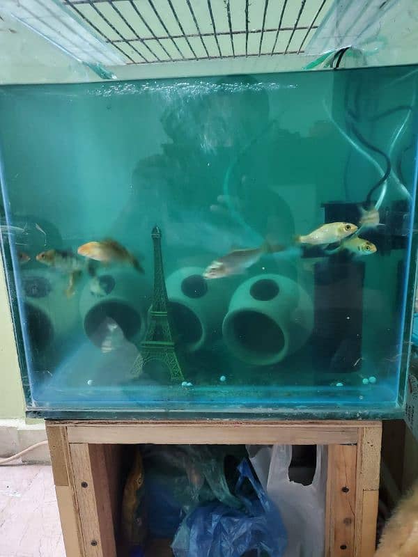 aquarium for sell 3