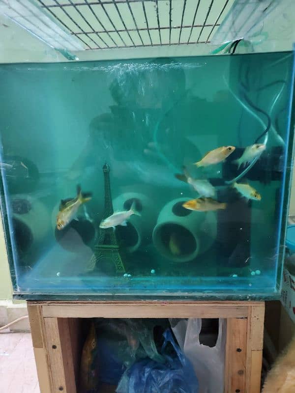 aquarium for sell 4