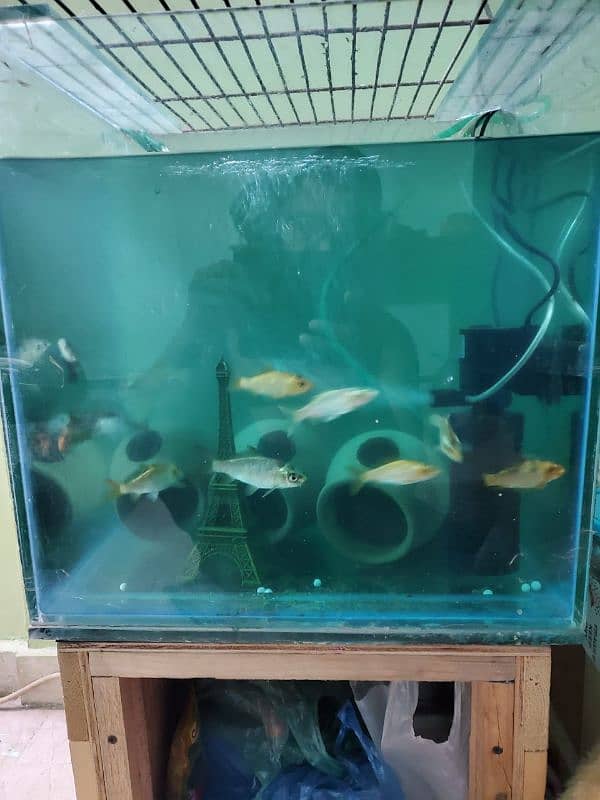 aquarium for sell 6