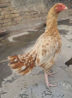 Aseel Sindhi Murgi Lajawab For Sale With 2 Chick's