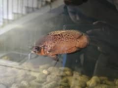 copper oscar pair for sale