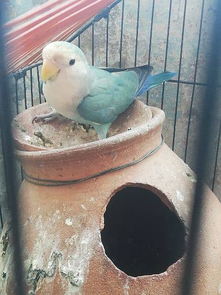 lotino male and love bird female 4