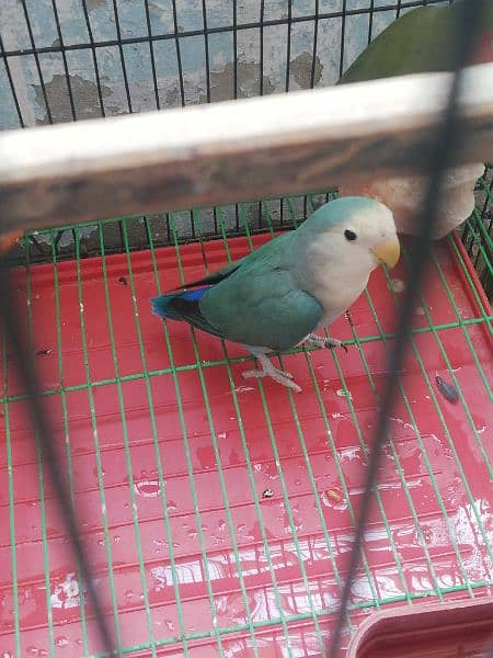 lotino male and love bird female 5