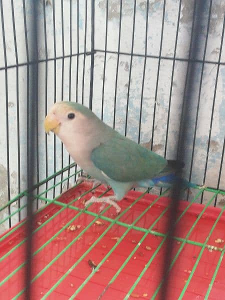 lotino male and love bird female 6