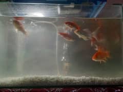 gold fish 4 pair