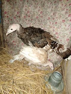 turkey male and female