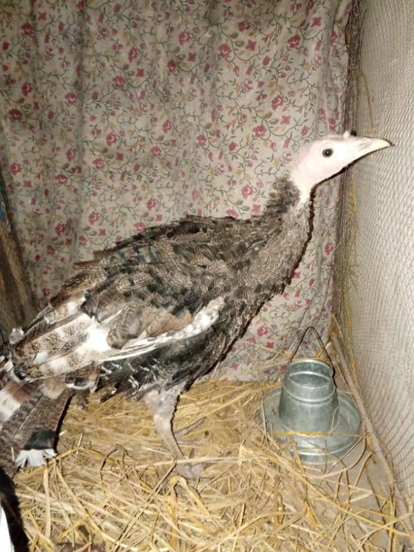 turkey male and female 1