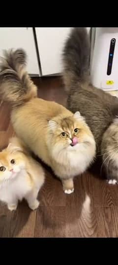 Persian cat for sale male or female My WhatsApp 0329=35=54=428