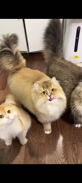 Persian cat for sale male or female My WhatsApp 0329=35=54=428 0