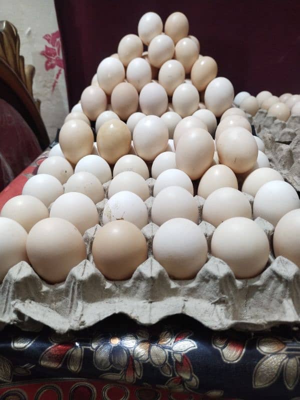 Pure Desi Gher ke murgio ke eggs 0