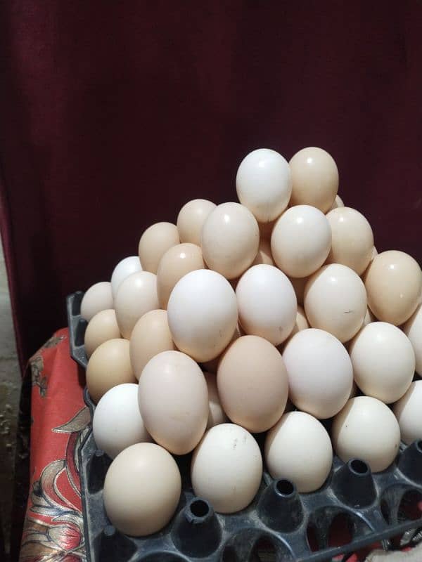 Pure Desi Gher ke murgio ke eggs 1