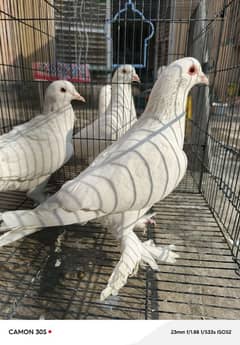 White sherazi breeder pairs