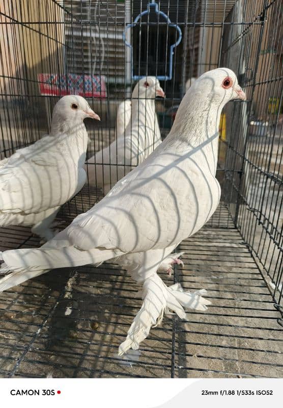 White sherazi breeder pairs 0