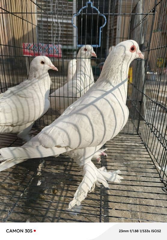 White sherazi breeder pairs 1