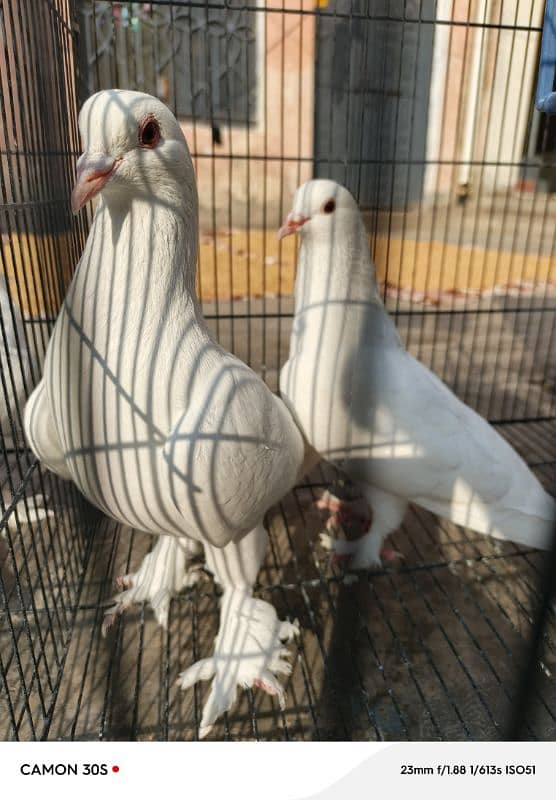 White sherazi breeder pairs 2