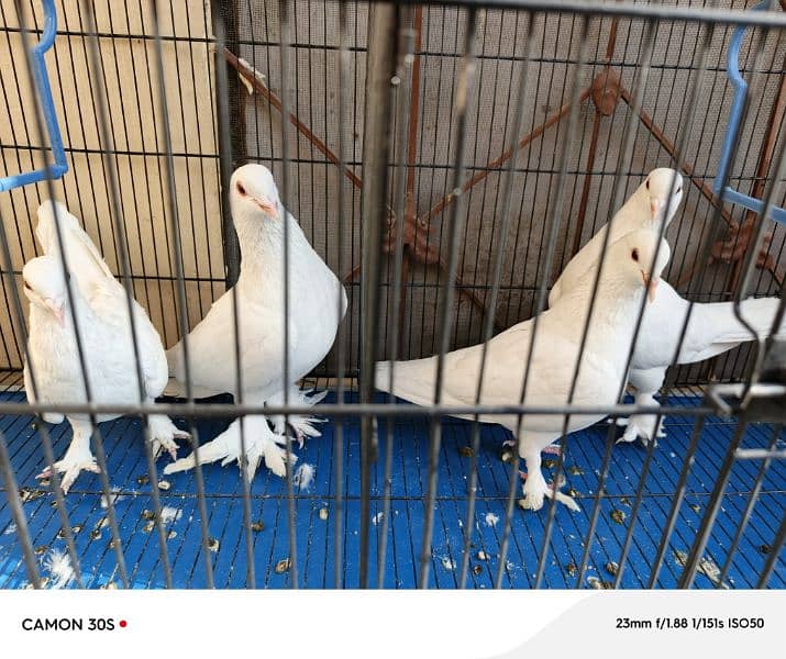 White sherazi breeder pairs 5