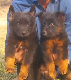 German long coat male female for sale