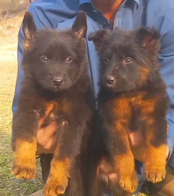 German long coat male female for sale 0