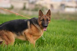 german shepherd