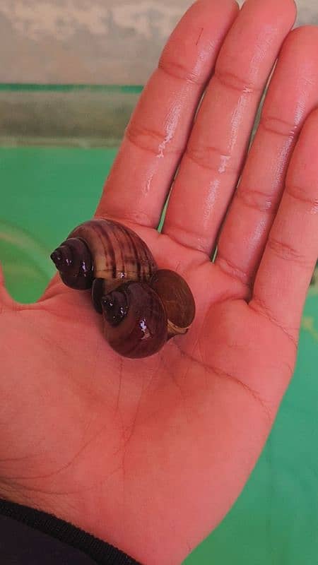 Mystery snails and transparent shrimps 1