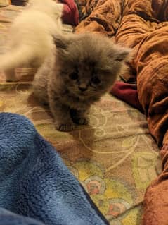 kittens for sale percian triple coated