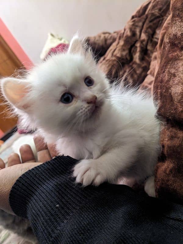 kittens for sale percian triple coated 1