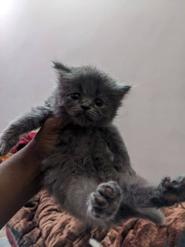 kittens for sale percian triple coated 4