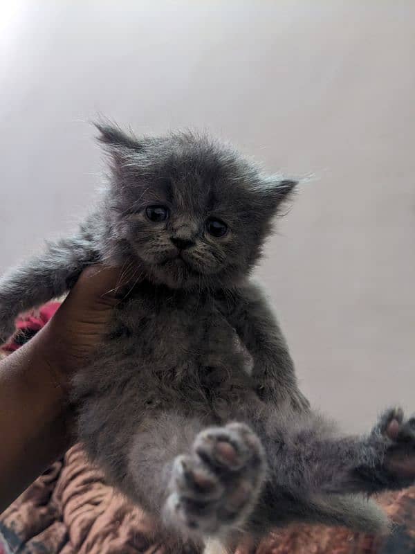 kittens for sale percian triple coated 5